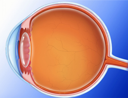 玻璃体及视网膜疾病