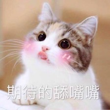 玻璃体视网膜