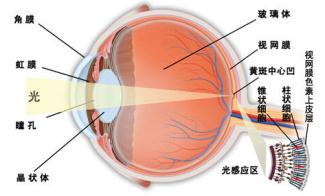 玻璃体视网膜