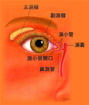 泪道阻塞不是眼泪流不出来吗,怎么还"泪眼汪汪?